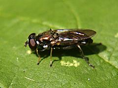 Syrphid Fly